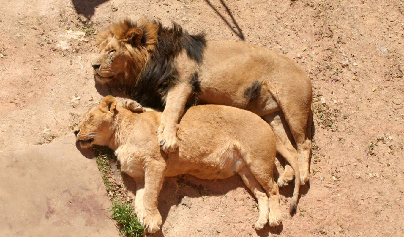 wallpaper, wallpapers, love, lion, lions, hd, couple, львица, семейство, лев, отдых, грива, un, national, сон, and, with, 