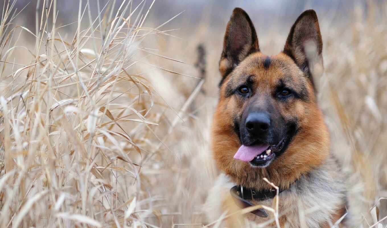picture, picture, grass, dog, dogs, awesome, muzzle, language, ears