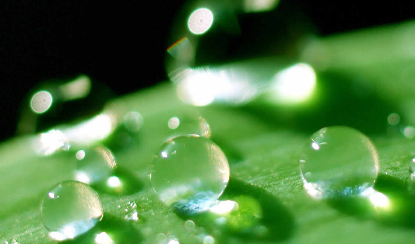there is, drops, still, name, blackberry, dew, curve, paintings, ok