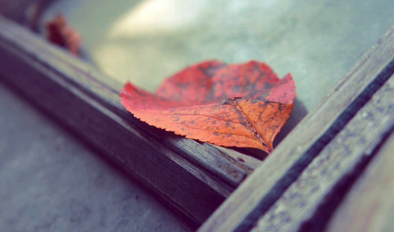 red, photos, tablet, stock, leaf