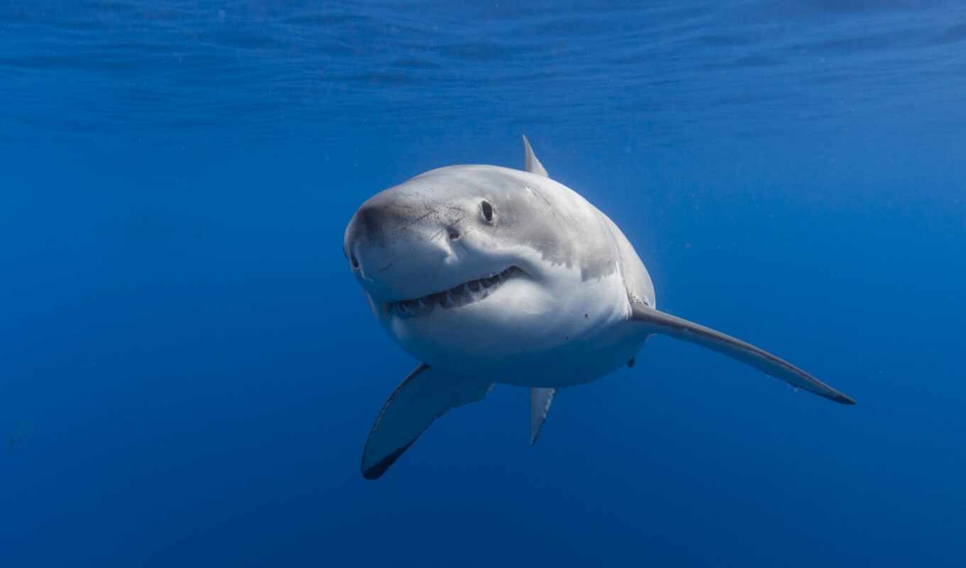 white, great, shark