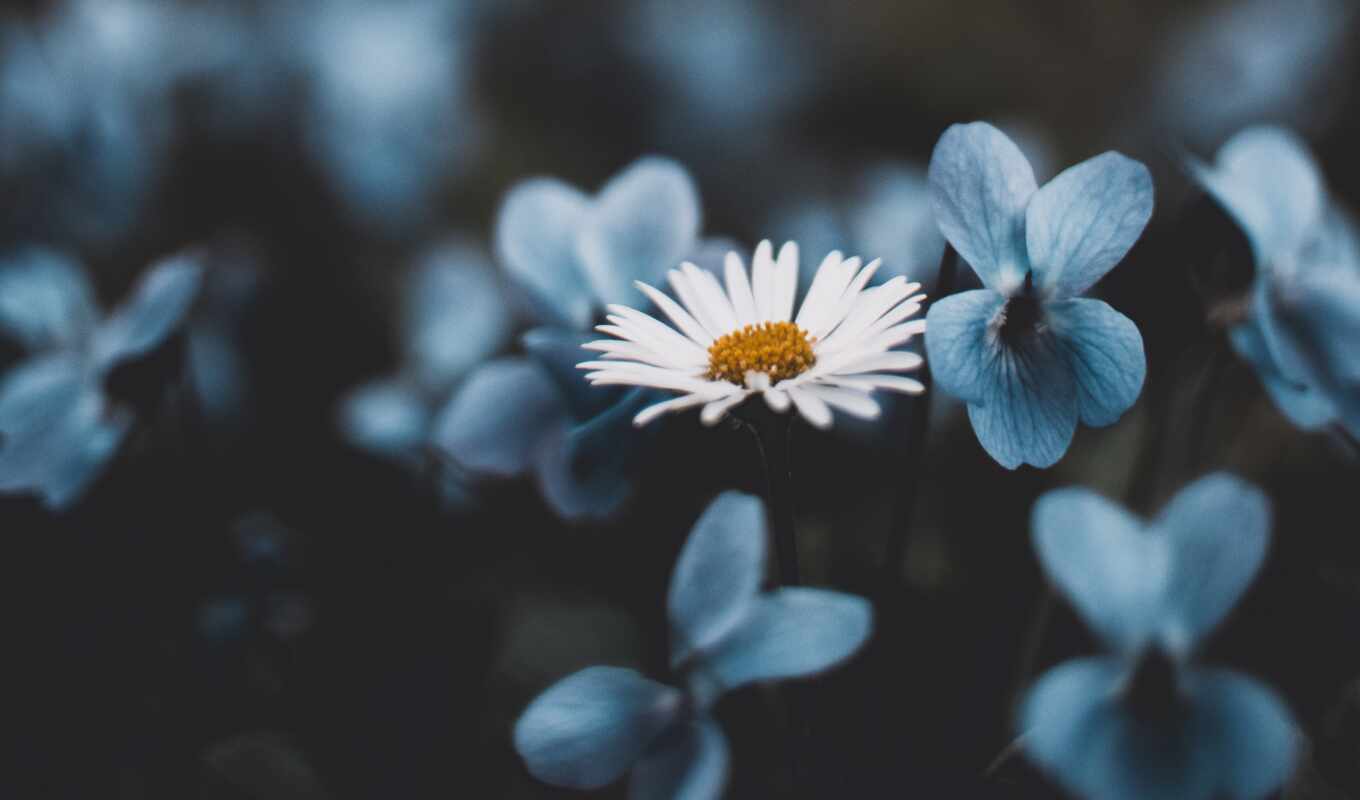 flowers, blue, tree, water, rock, day, chamomile, word, quran, permission, child