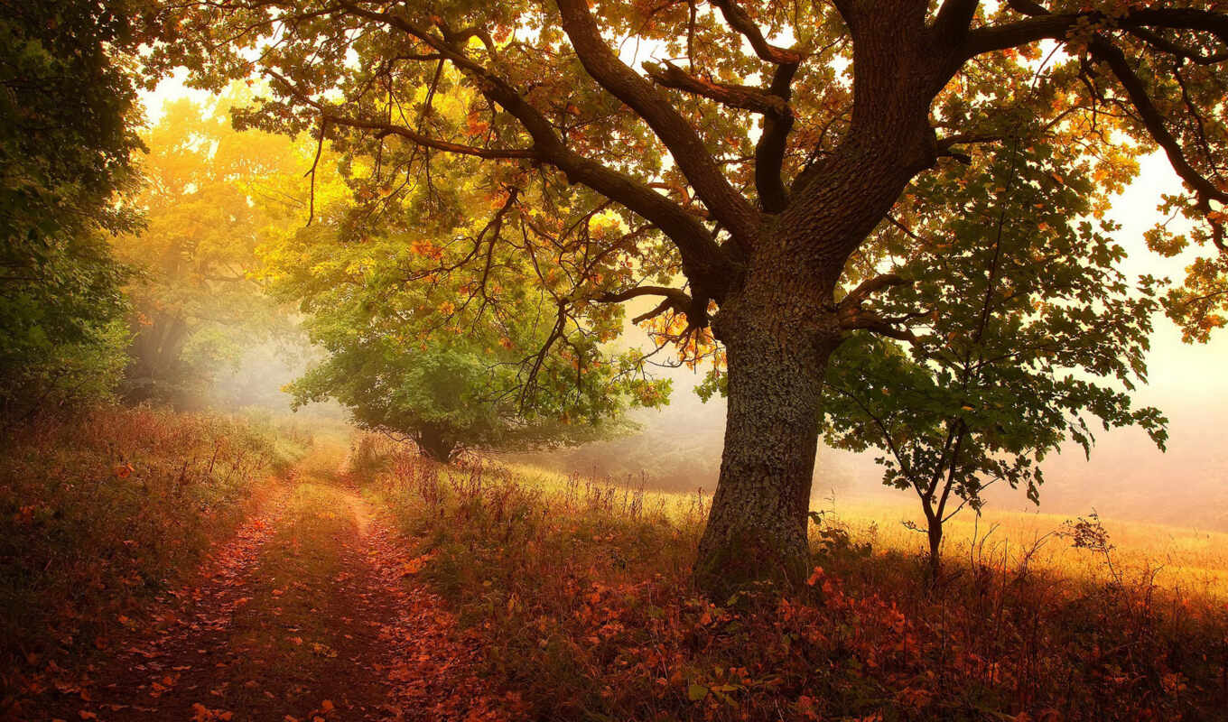 photo, sun, tree, forest, october, autumn, fond, foliage, sedlar, jan, carpathic