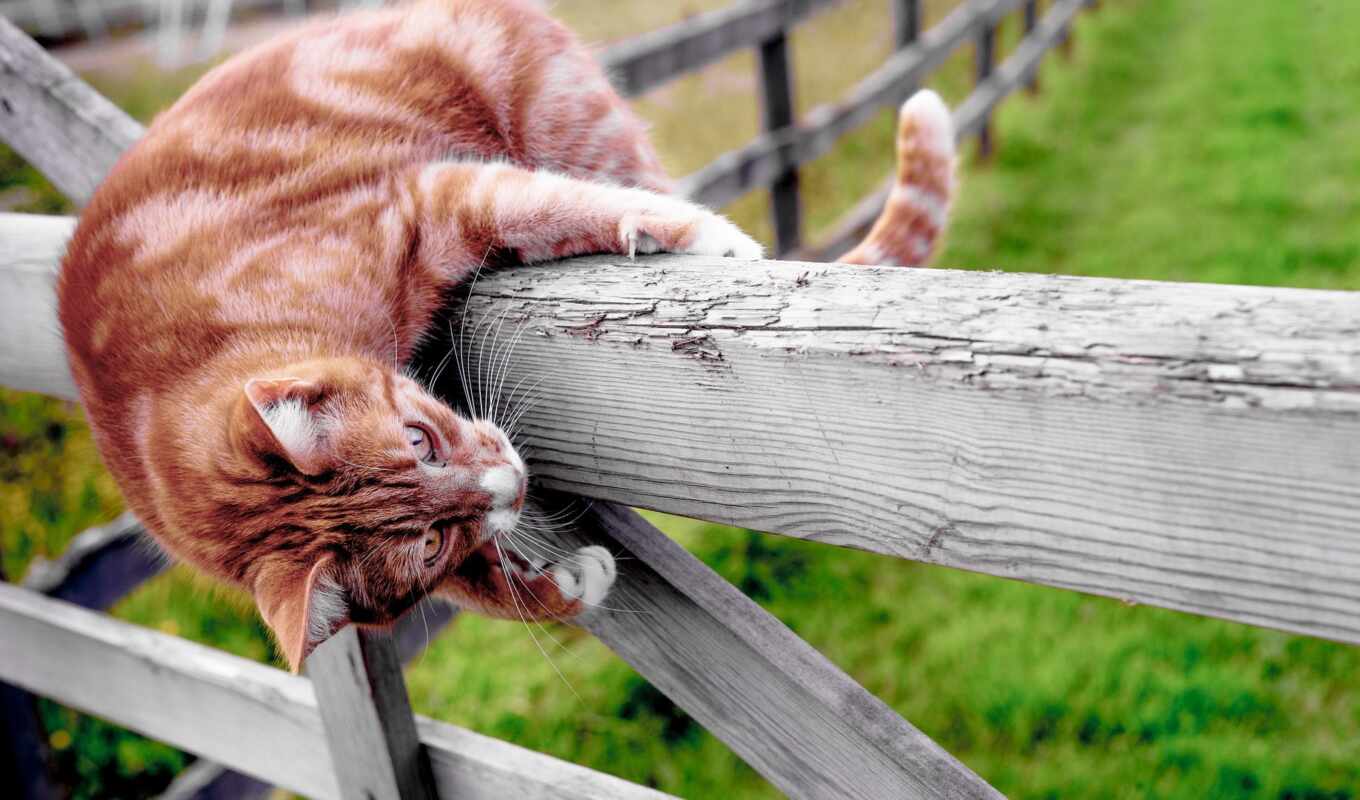 cat, post, fence, paw, stripping