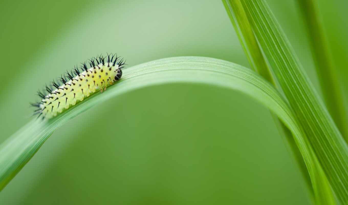 insect, caterpillar