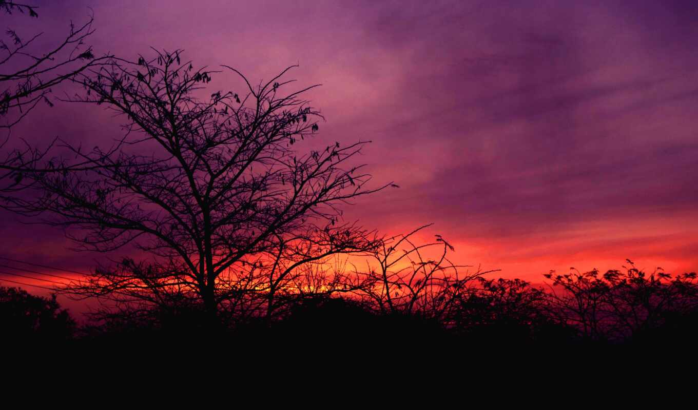 tree, sunset