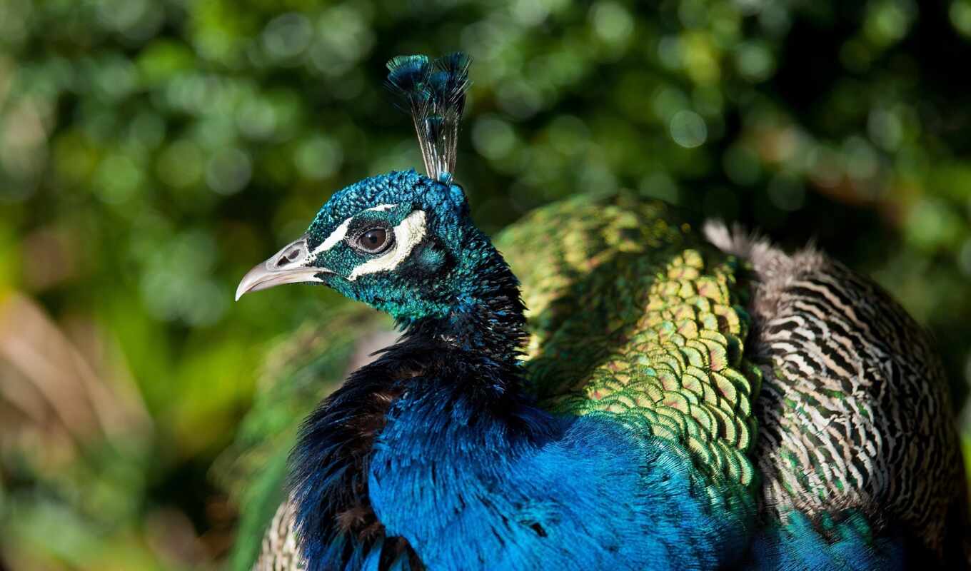 animal, peacock