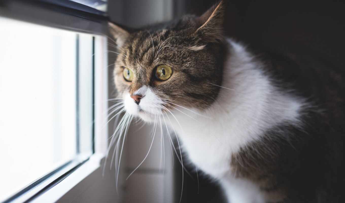 free, picture, eye, window, weather, cat, see, short, pazlyi