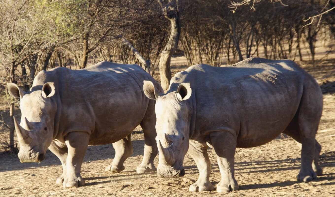 black, видов, носорог, rhino