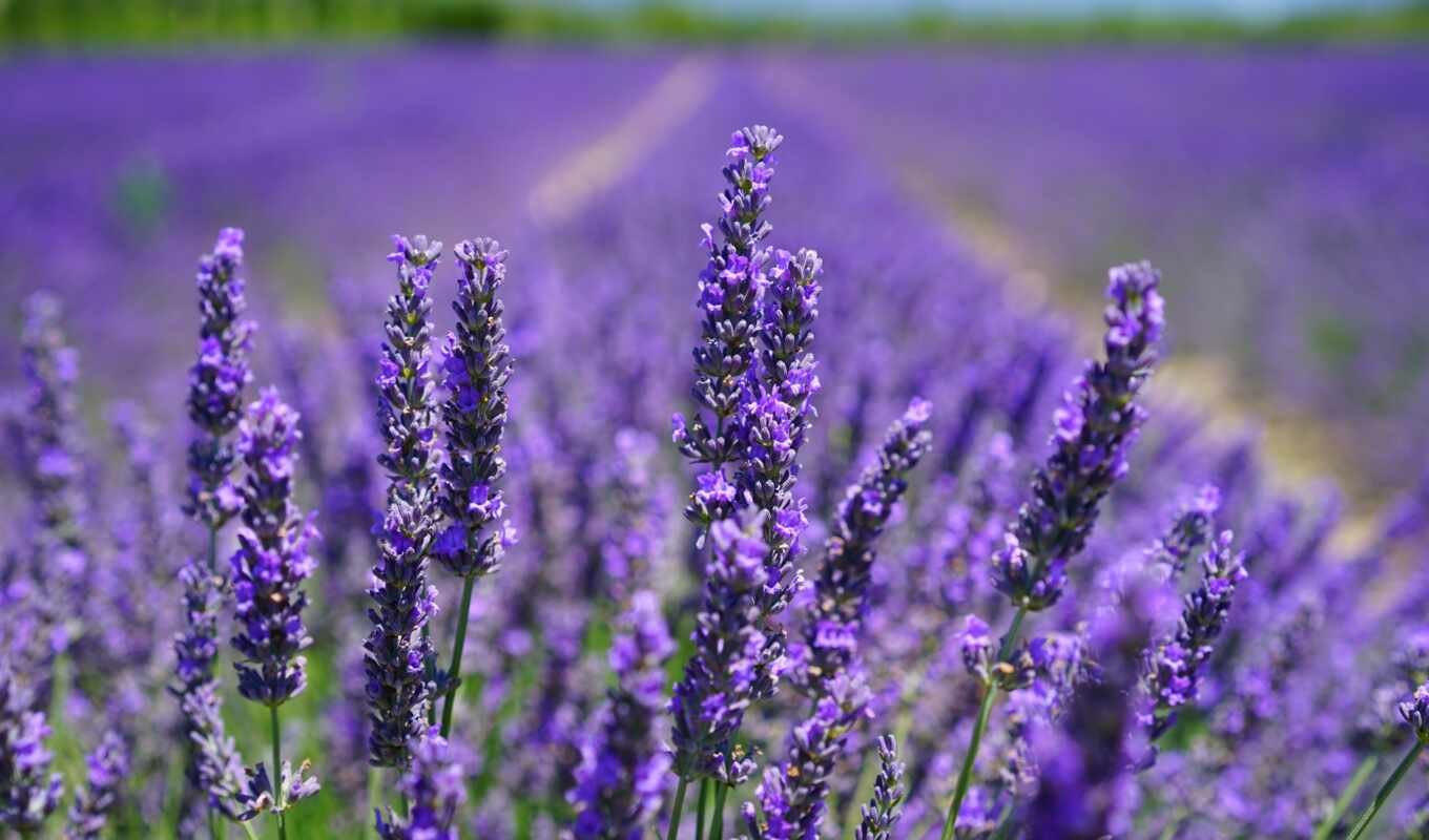 цветы, lavender