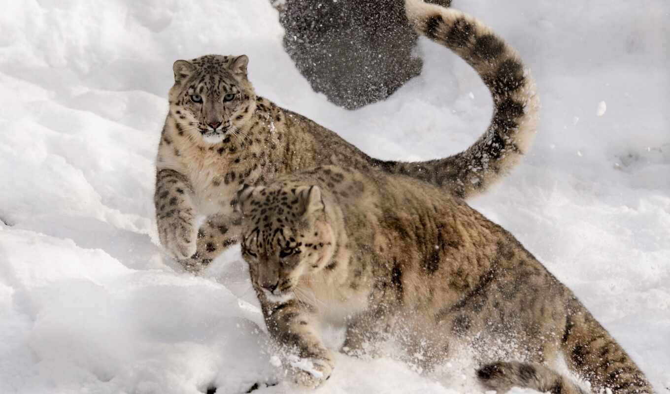 snow, leopard, leopardo, of