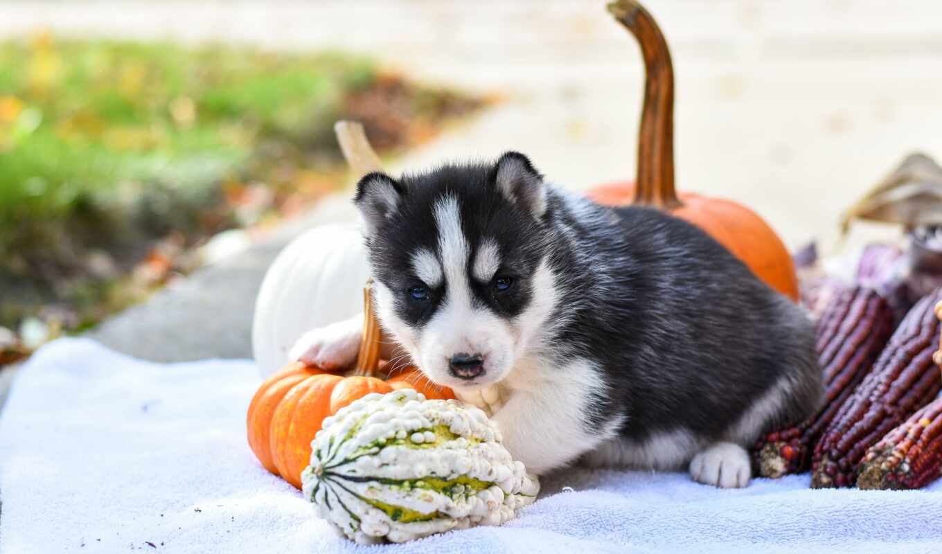 dog, husky, baby, pumpkin