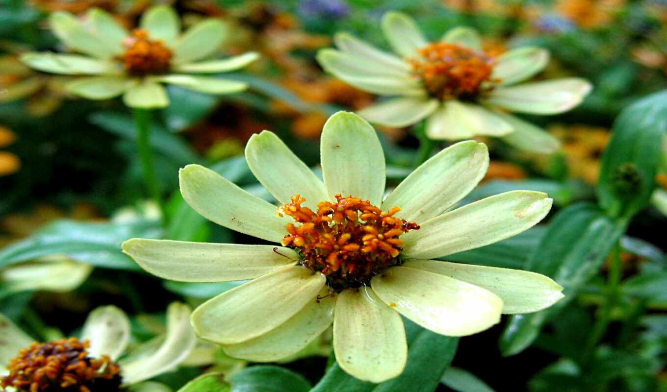 цветы, wikimedium, vikislovar, обычная цинния