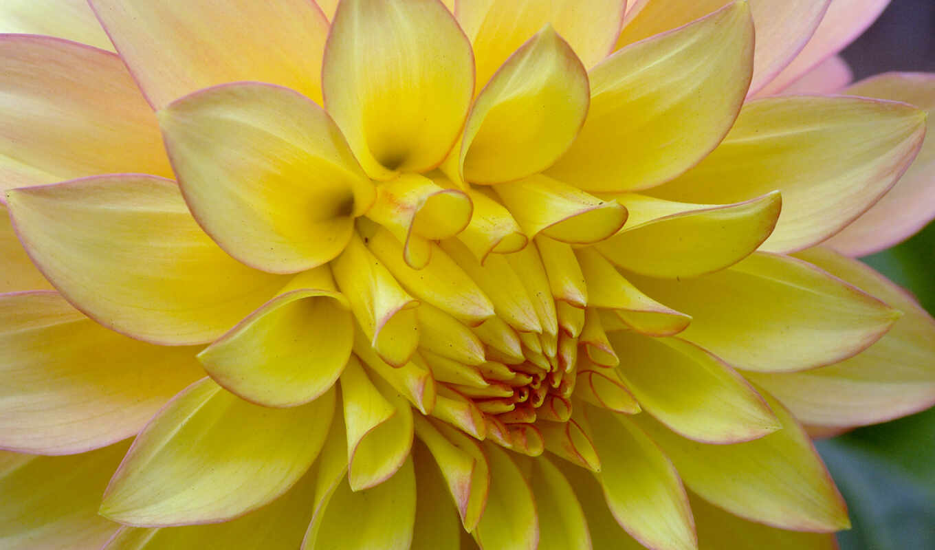 flowers, top, big, yellow, dahlia, free, background image