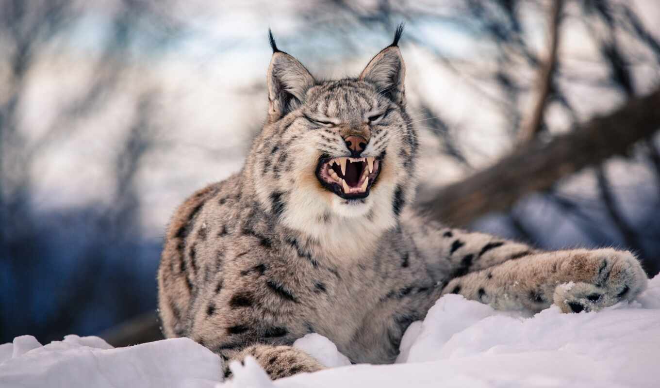 snow, winter, cat, predator, fangs, teeth, shank, wild, lynx
