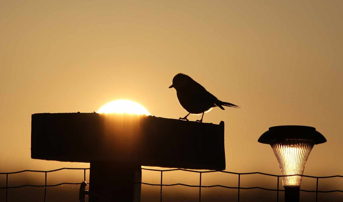sun, sunset, evening, their, one, bird, with lock, lantern, strategic