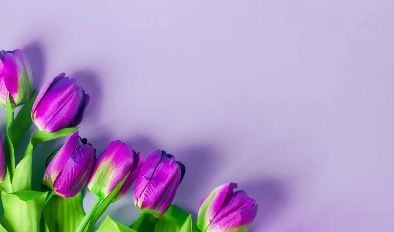 flowers, light, purple, beautiful, bouquet, tulip, artificial