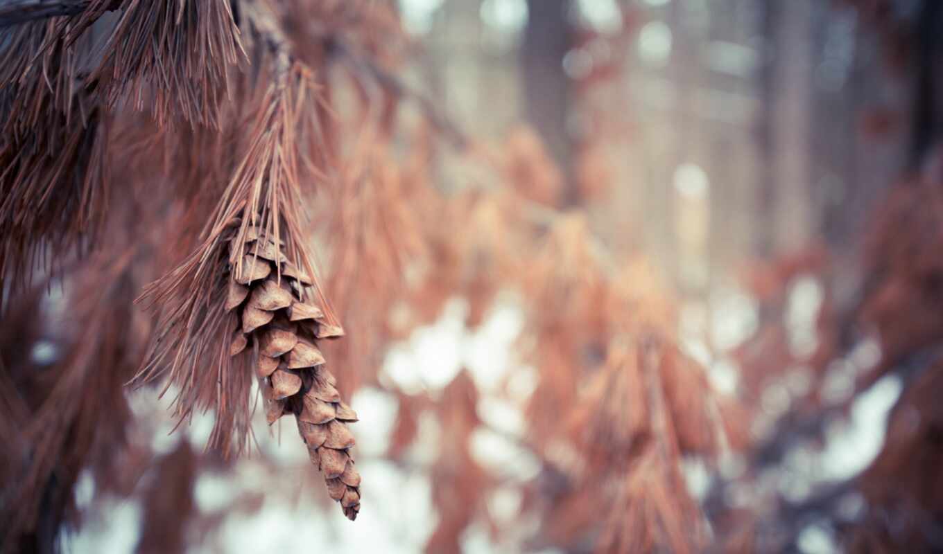 nature, lens, winter, Canada, autumn, cold, fir, leaf, blurry, ontario, pembroke