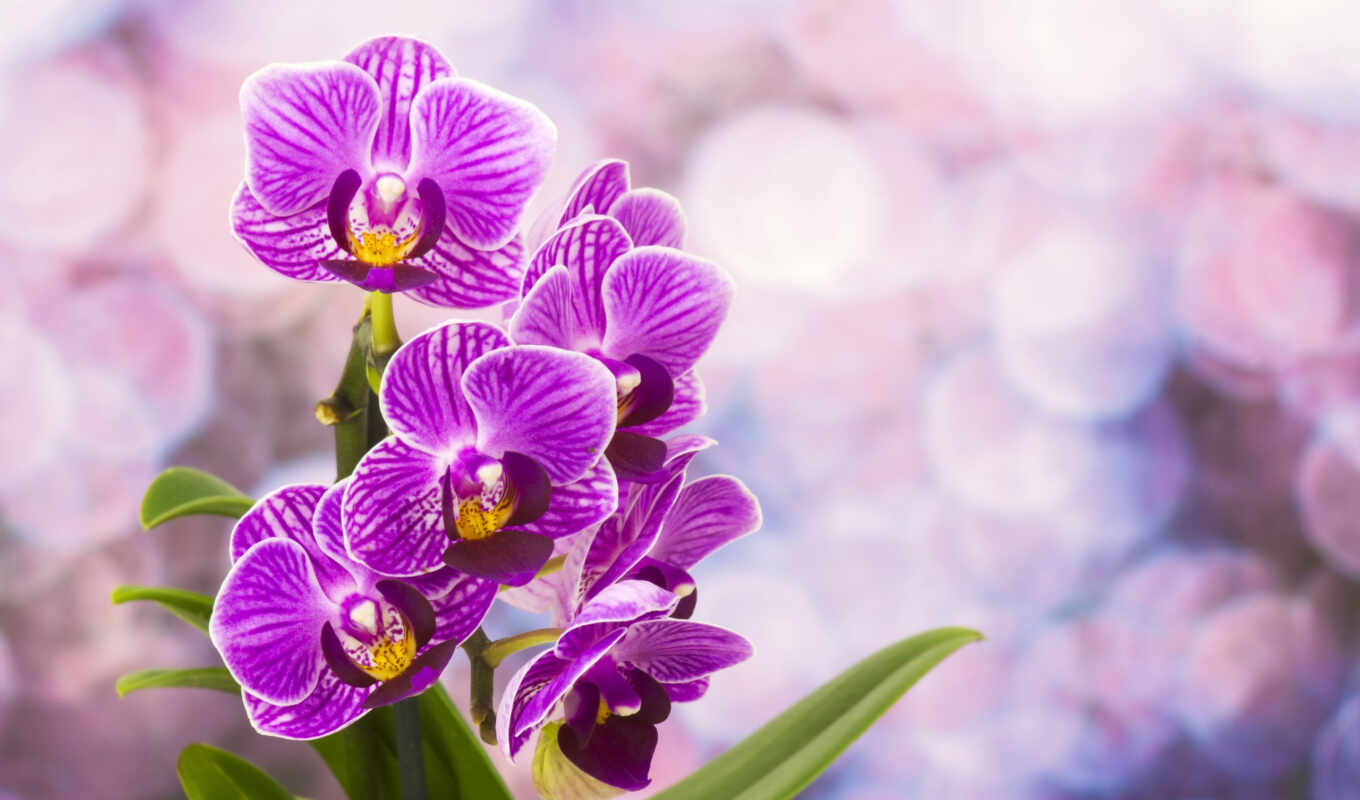 flowers, white, purple, comparison, petal, blossom, orchid