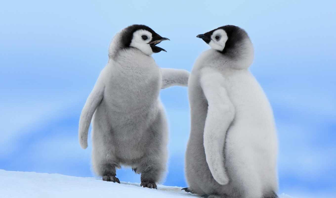 animal, пингвин