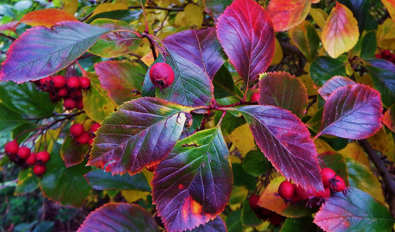 лист, осень, bush