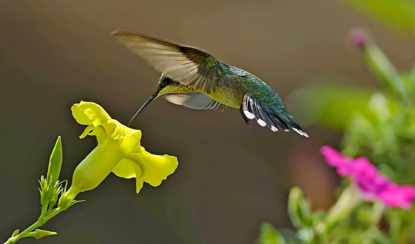 flowers, bird, hummingbirds, krasivostus