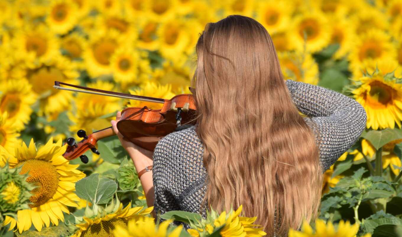 music, girl, play, field, hair, sunflower, gallery, back, violin, brown, rare