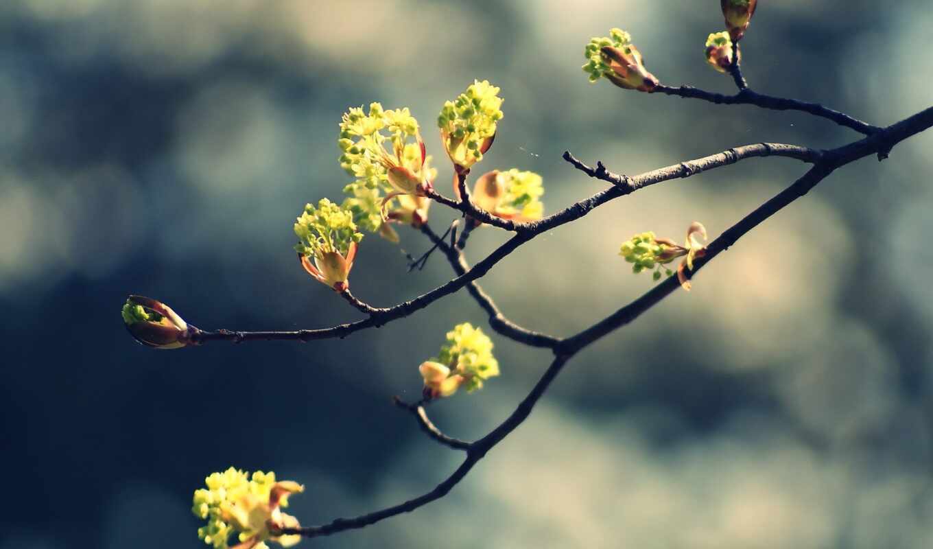 nature, flowers, tree, petals, branch, spring, plant, twig