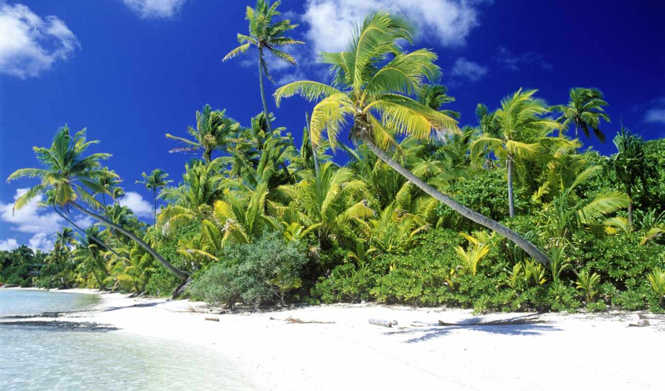 beautiful, beach, sea, screensavers, palm trees, ocean, tourism, tropics, walk