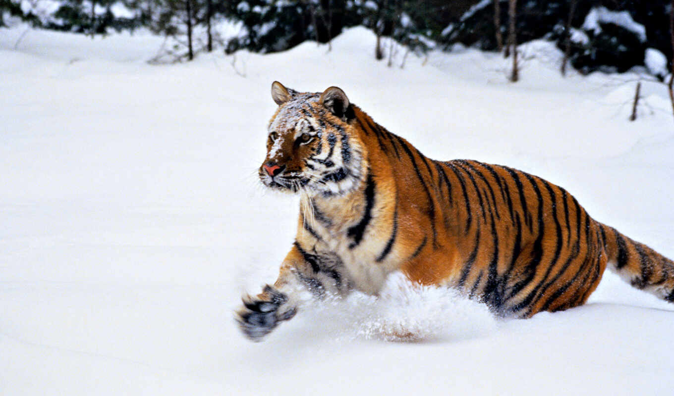 тигр, тигры, рыжие, прохождение, je, кошачья, zivotinja, tigar, životinja, сибирски, felidae