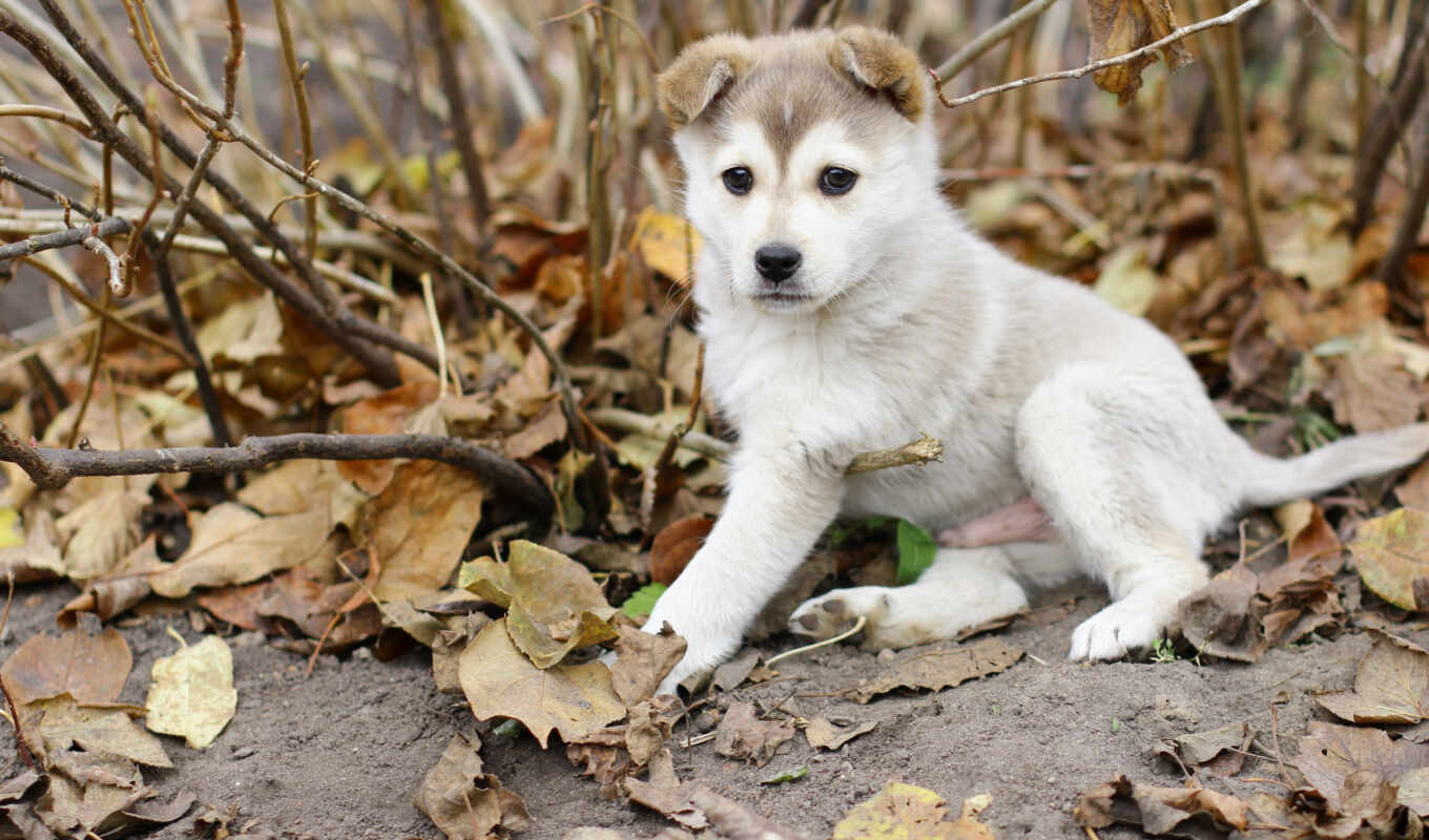 собака, осень, щенок, хаски, листва, zhivotnye