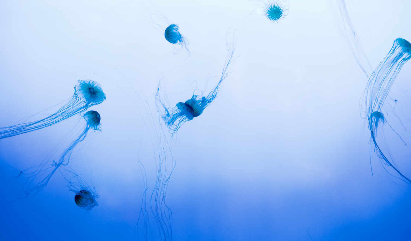 water, sea, jellyfish