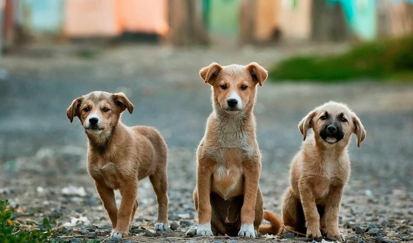 dog, puppy, muzzle, vertebral animal, canidae, dog breed, street dog, the dog of the companion, gold retriever
