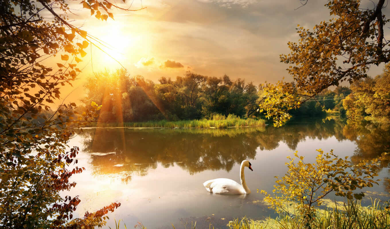 lake, nature, photo, picture, landscape, see, autumn, pond, swan, prestige, photo wallpapers