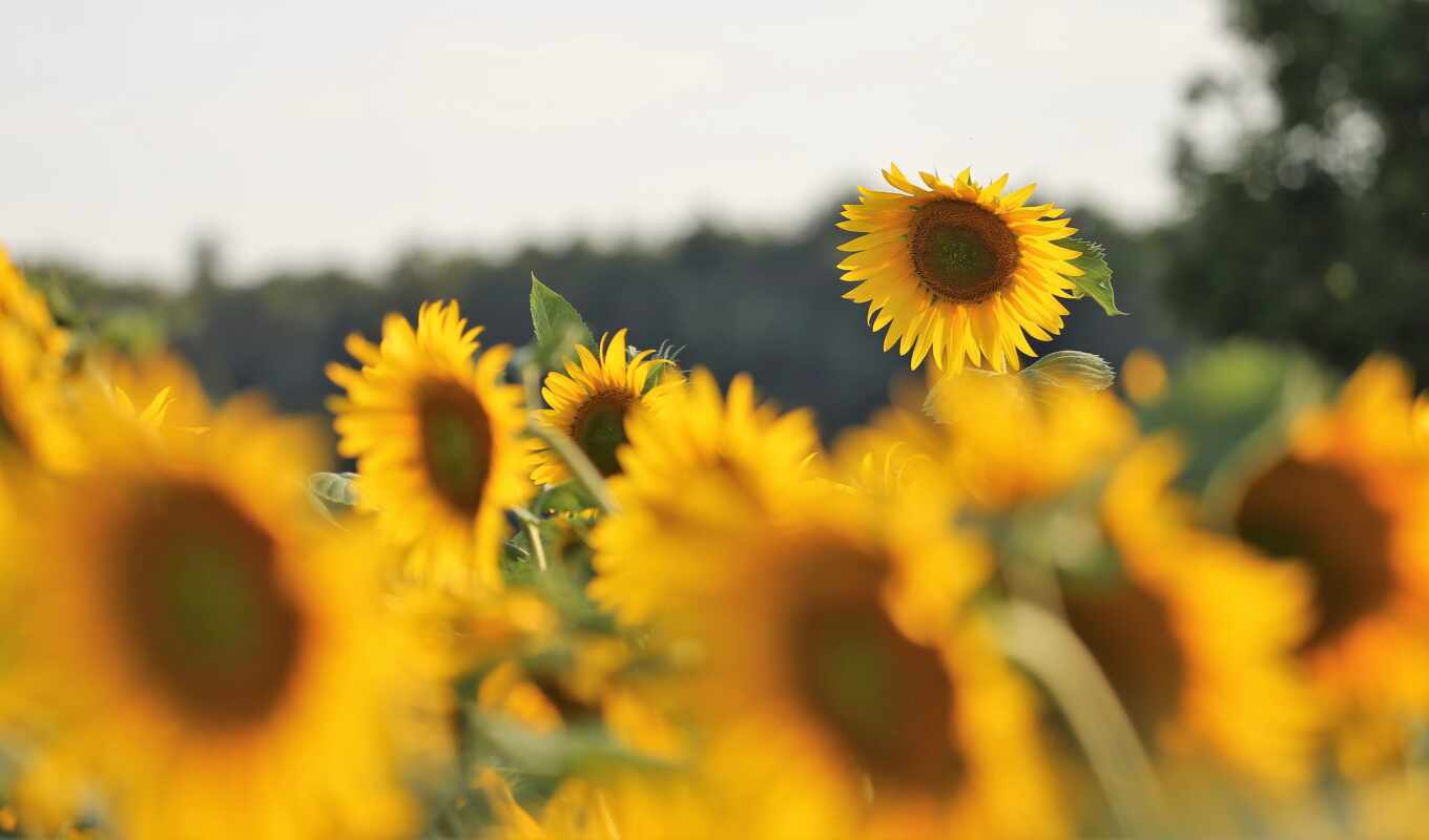 weather, sunflower, ukraine, through, forecast, augusta, crimean, philippian