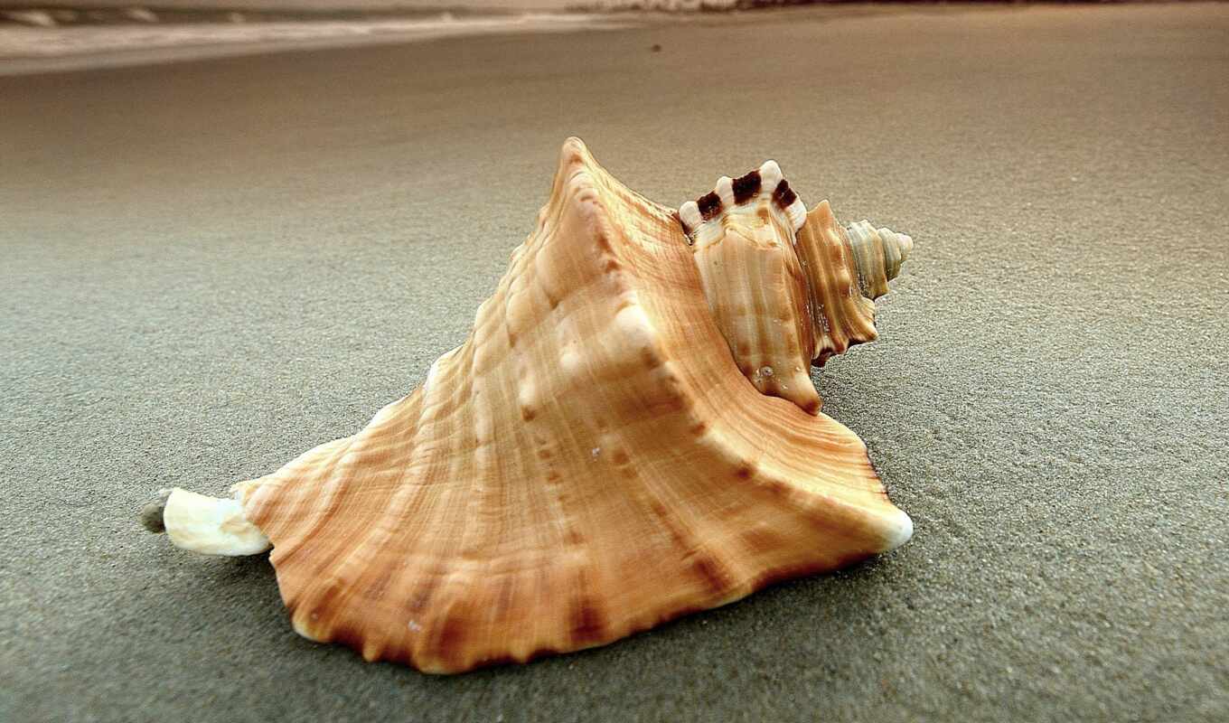 marine, seashell