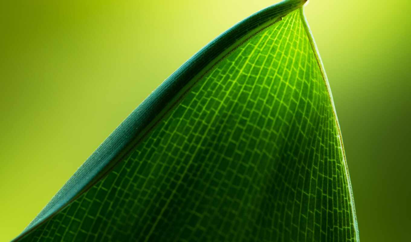 природа, зелёный, leaf