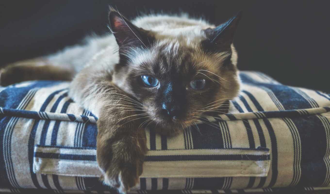 blue, глаз, кот, ragdoll