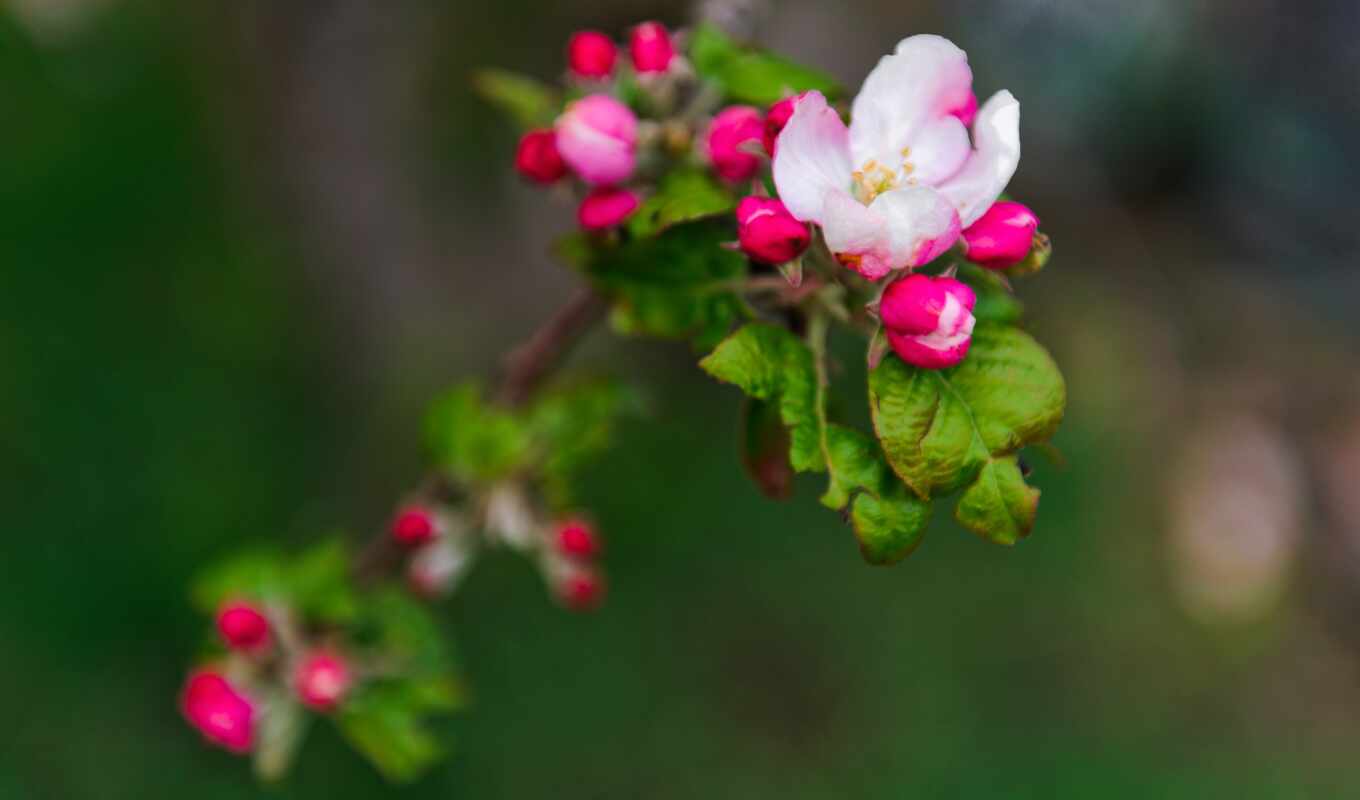 flowers, apple, tree, green, petals, pink, branch, bloom