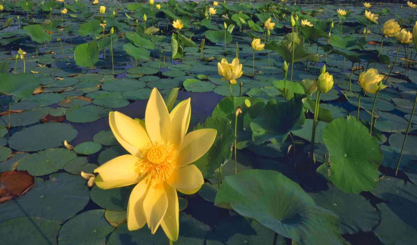 flowers, leaves, pond, yellow, lilies, water