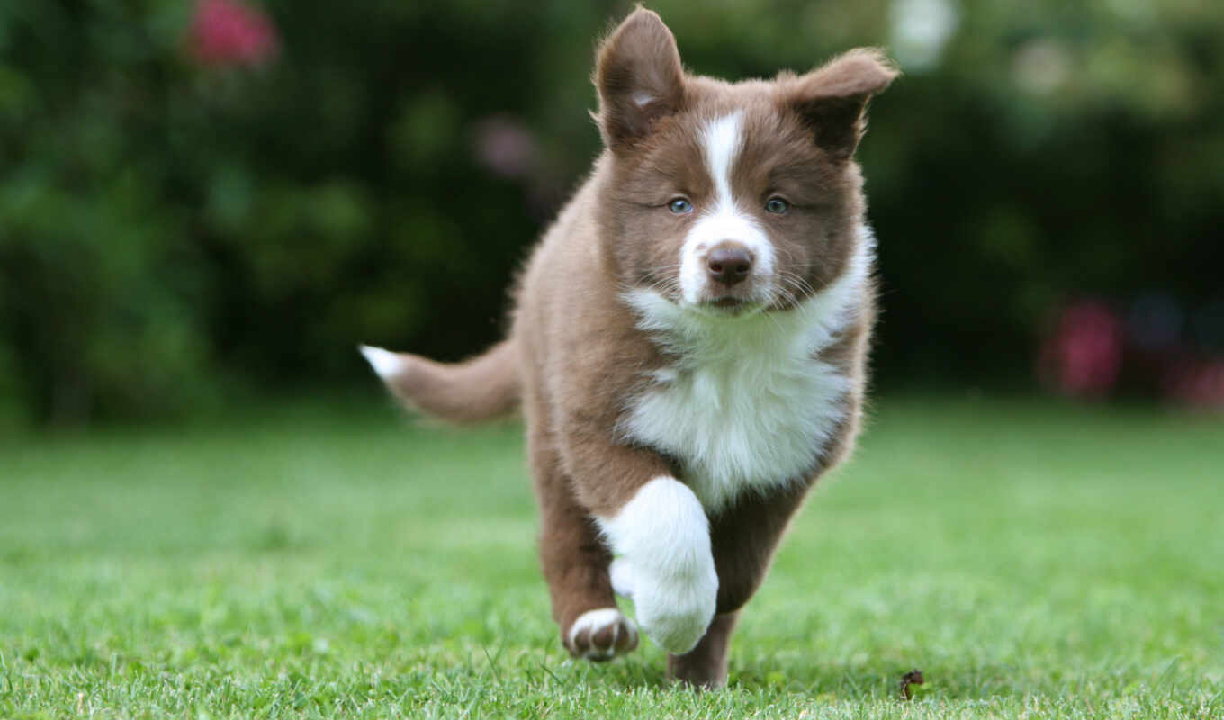 grass, dog, puppy, border, running, colls, collie