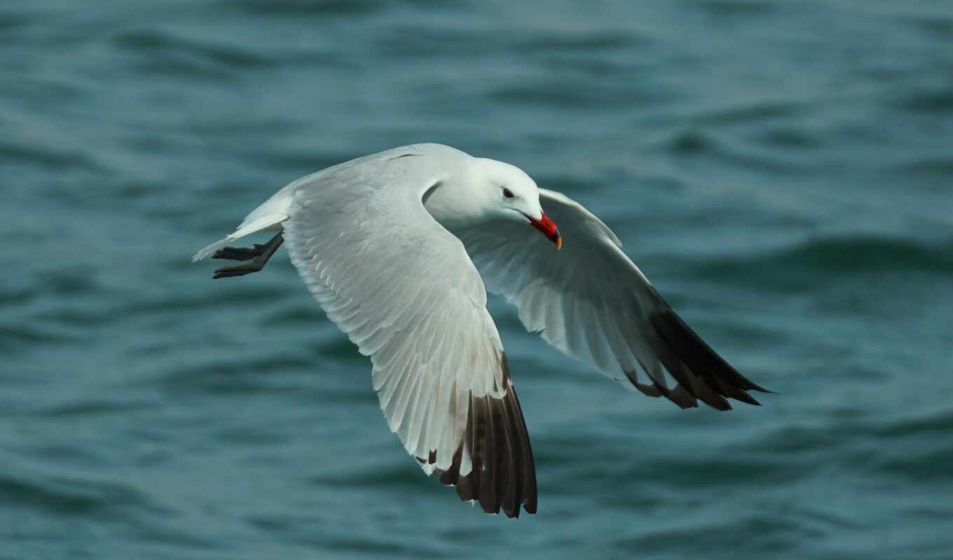 free, water, bird, seagull, splashes, wing, splash, european, larus, herring, kartinika
