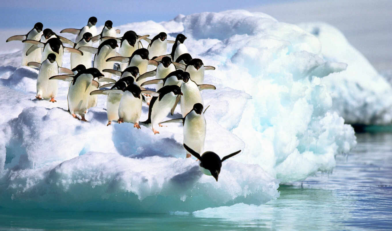 water, the blog, jump, gift, animal, iceberg, into, penguin