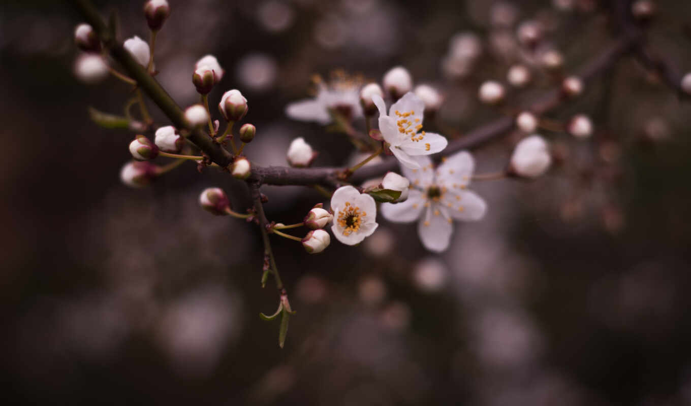 nature, flowers, mobile, background, leaf