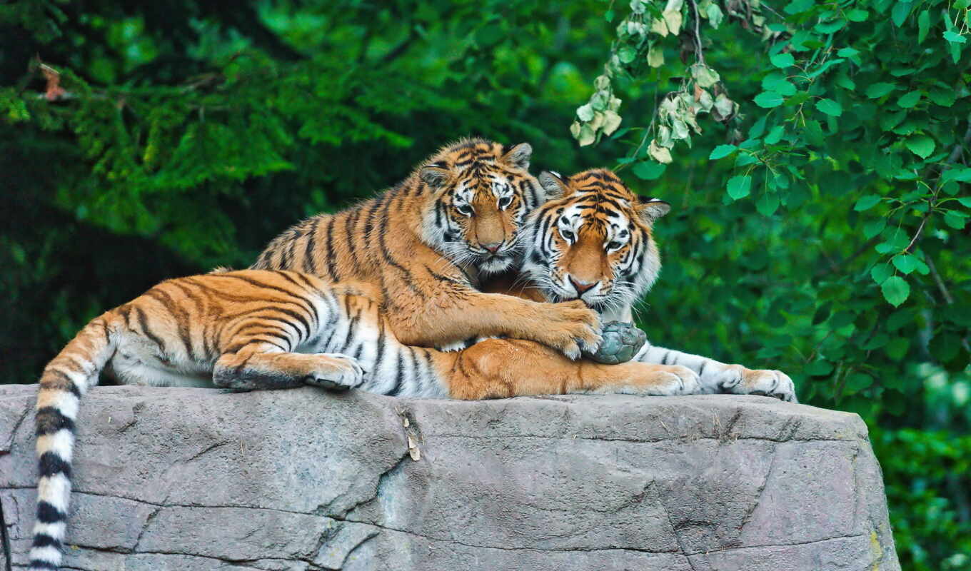 тигры на камне