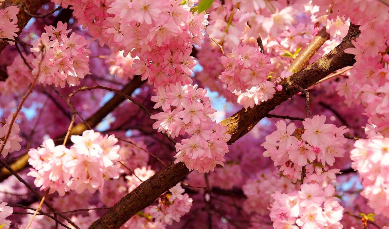 природа, цветы, макро, розовые, розовый, весна