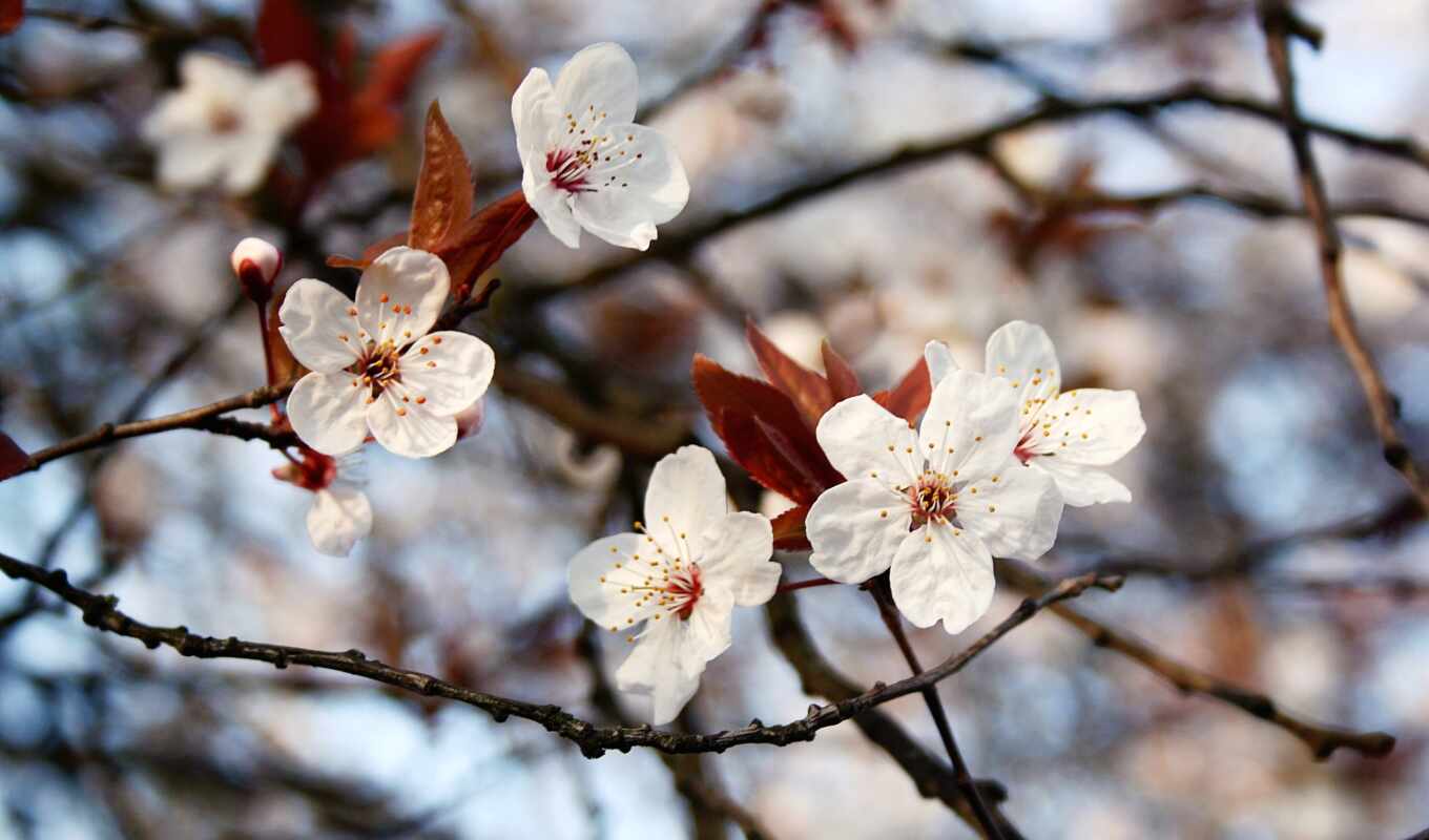 white, cherry, flowers, pink, spring, plum