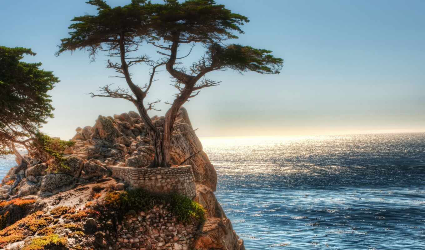 дерево, landscape, море, ocean, одинокий, кипарис, скалы, фотообои
