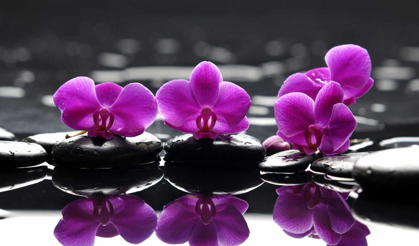 камень, water, орхидея, cvety, капелька