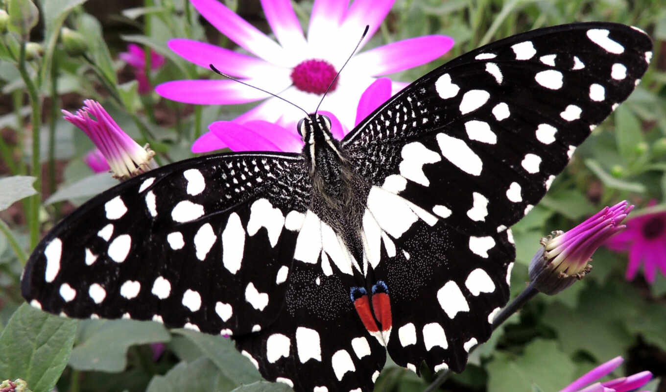 butterfly, conservation, swallowtail, because, wikipediabutterfly, swallutilpietni